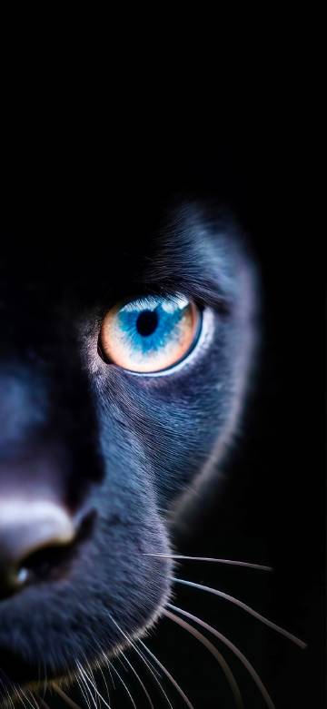 Close-up of a black panther's deep eye