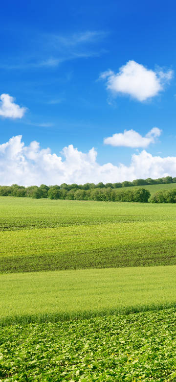 Sunny Green Field Under Blue Sky 4K Phone Wallpaper Sunny Green Field Under Blue Sky 4K Phone Wallpaper