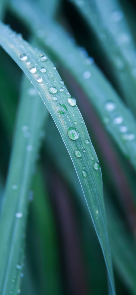 Water Droplets on Fresh Grass Blade 4K Phone Wallpaper