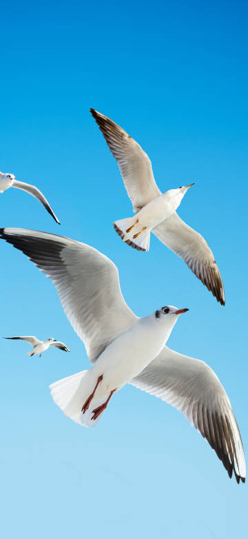 Seagulls Flying In The Blue Sky 4K Phone Wallpaper