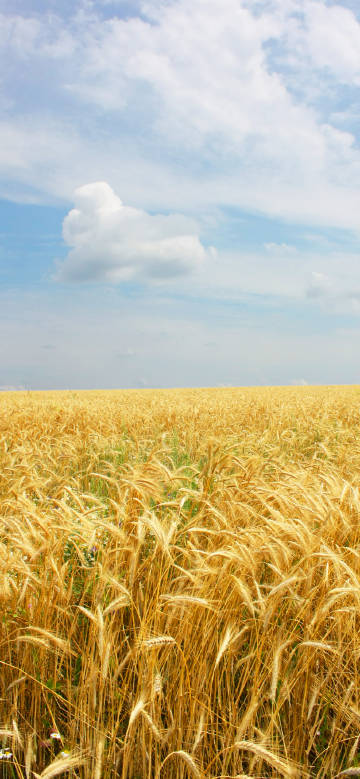 Pastoral scenery phone wallpaper, blue sky and white clouds, wheat fields, tranquility