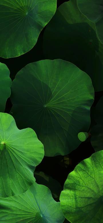 Vibrant green lotus leaves phone wallpaper