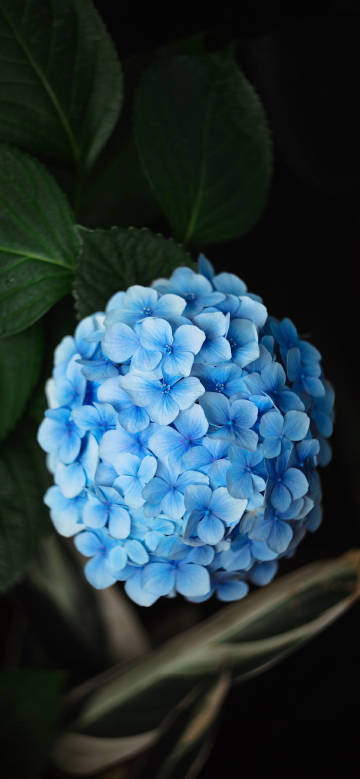 Beauty of blue hydrangea phone wallpaper
