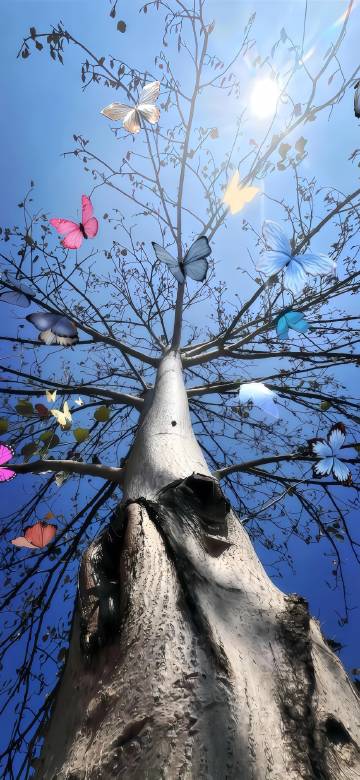 Looking up at tree and butterflies phone wallpaper