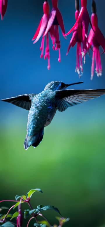 Hummingbird Flying Toward Pink Flowers Wallpaper