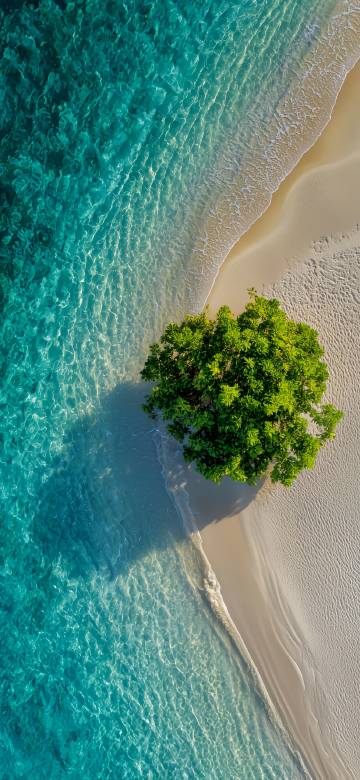 Aerial View of Green Trees on Sandy Beach 4K Wallpaper