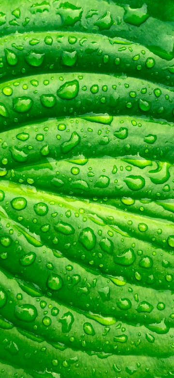 Close-up Leaf With Water Droplets 4K Wallpaper