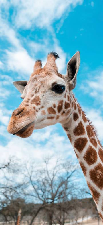 Giraffe depth of field 4K phone wallpaper