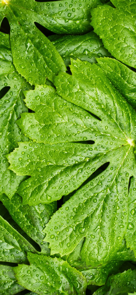 Water droplets on green leaves after rain phone wallpaper