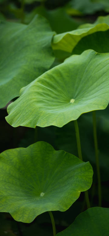 Deep Green Lotus Leaves HD Close-up Wallpaper