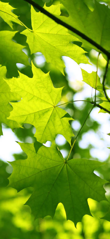Bright Green Maple Leaves Under the Sunlight