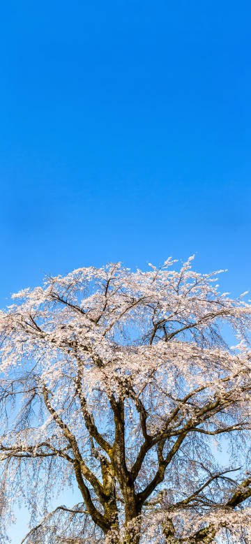 Romantic Cherry Blossom Tree in Spring Wallpaper