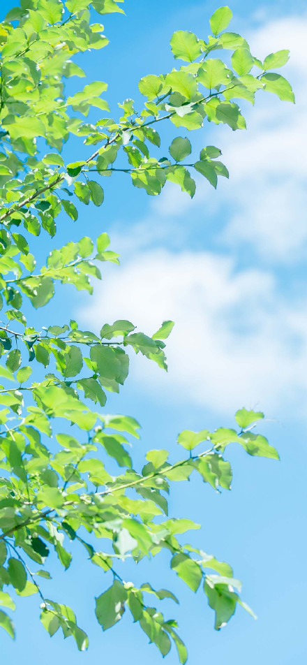 Fresh emerald green leaves under a blue sky phone wallpaper