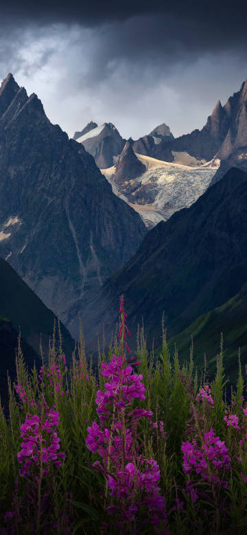 Magnificent view of majestic mountains and purple flowers phone wallpaper