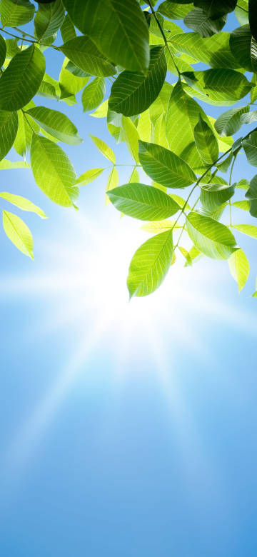 Green Leaves Under Sunlight 4K Phone Wallpaper