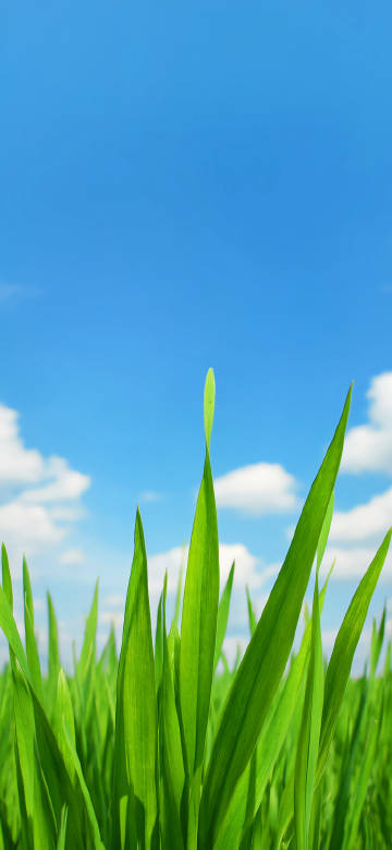 Green grass leaves under blue sky and white clouds