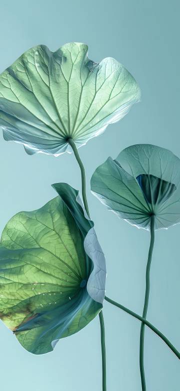 Minimalist Style Lotus Flowers and Leaves 4K wallpaper