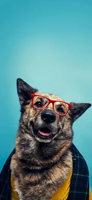 Funny Dog Wearing Red Glasses On Blue Background