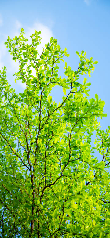 Fresh Green Tree Against Blue Sky 4K Phone Wallpaper