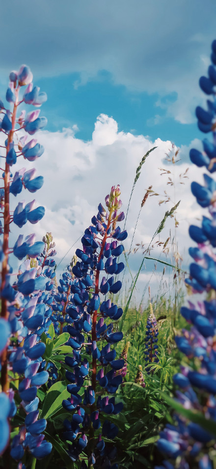 Blue-purple lupines bloom under blue skies and white clouds