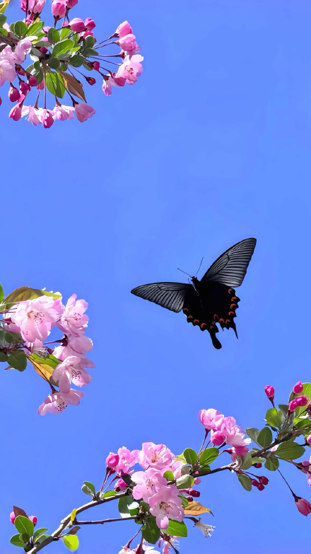 Aesthetic Wallpaper: Blue Sky, Black Butterfly, and Pink Florals