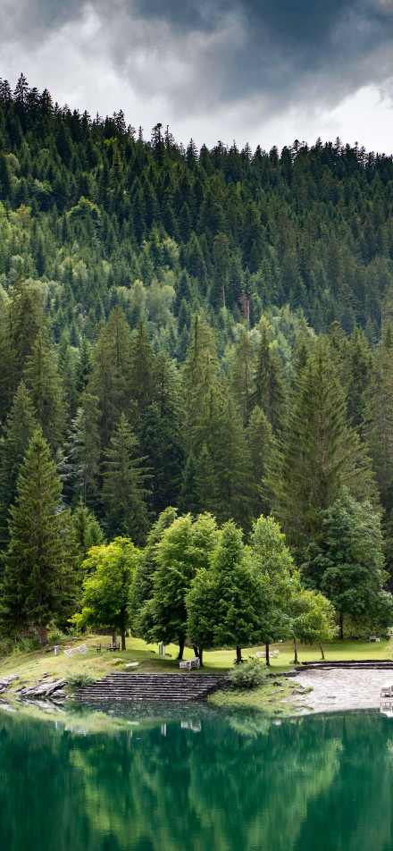 Lake surrounded by forest phone wallpaper