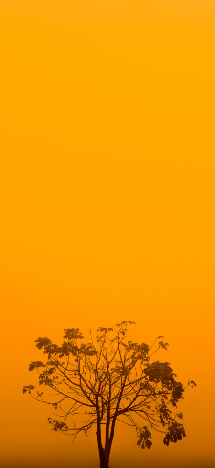 Minimalist wallpaper: tree on orange background
