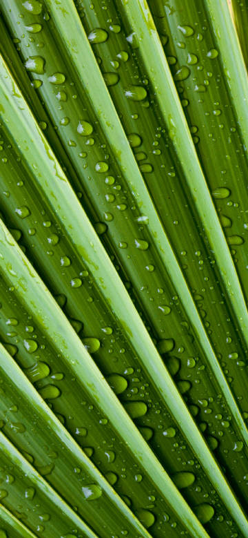 Water droplets on palm leaves phone wallpaper