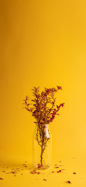 Minimalist Plant Photography 4K Wallpaper