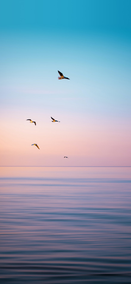 Flying birds in soft gradient sky phone wallpaper