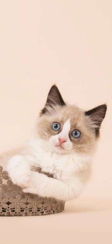 Ragdoll cat with blue eyes and soft fur phone wallpaper