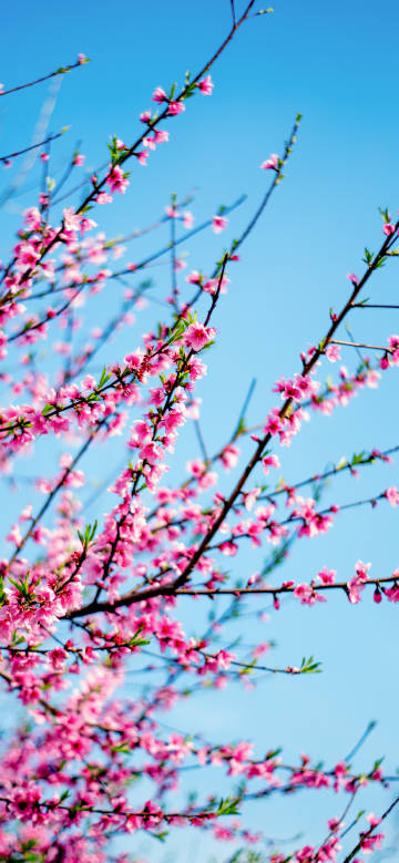 Beautiful spring scene with pink flowers in full bloom phone wallpaper