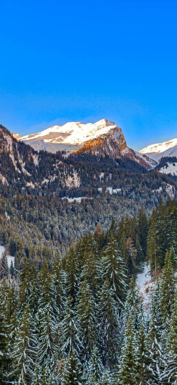Snow-capped mountains and forests under the blue sky phone wallpaper