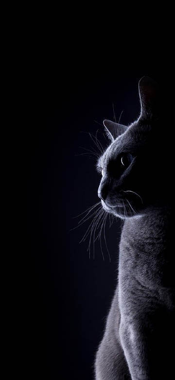 Gray cat silhouette on dark background