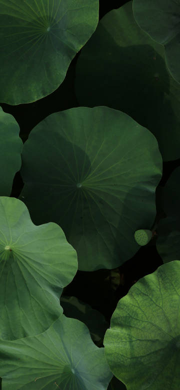 Large Green Lotus Leaves in Natural Light Wallpaper Large Green Lotus Leaves in Natural Light Wallpaper
