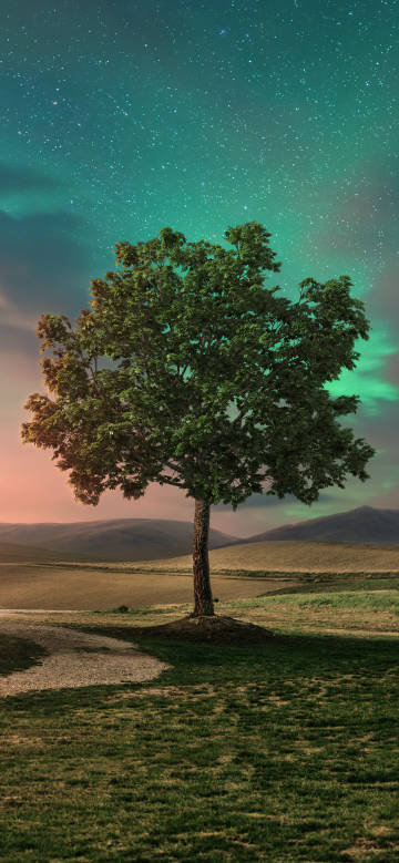 A lone tree under a starry night sky phone wallpaper