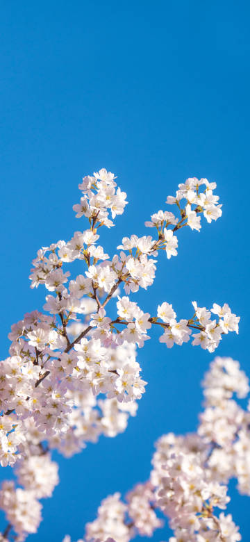 Cherry Blossoms Against Clear Blue Sky 4K Phone Wallpaper