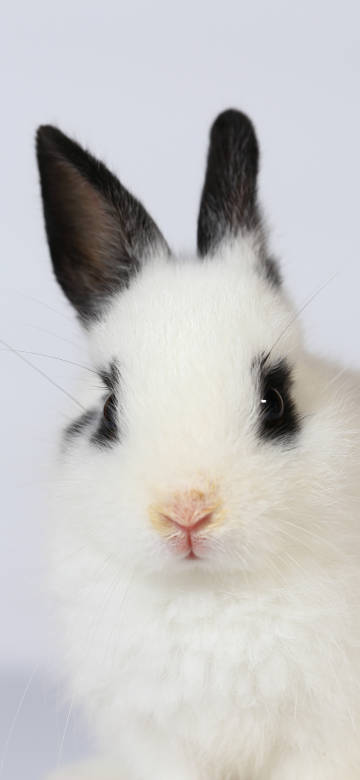 Cute white rabbit with black ears 5K phone wallpaper