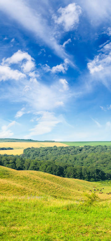 Grassland hills under blue sky and white clouds phone wallpaper