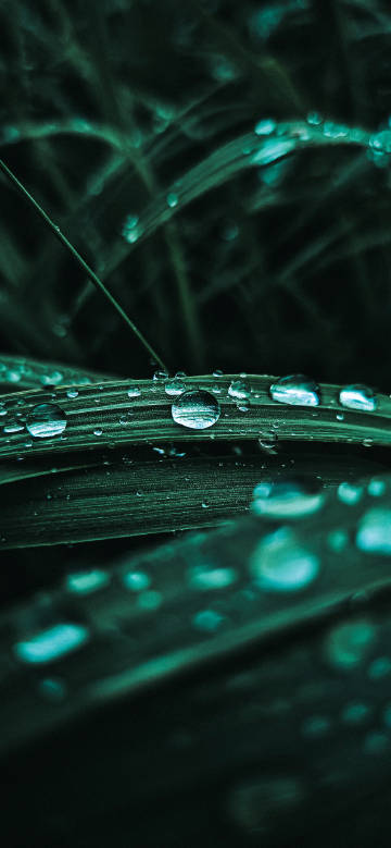 Fresh green leaves with water droplets phone wallpaper