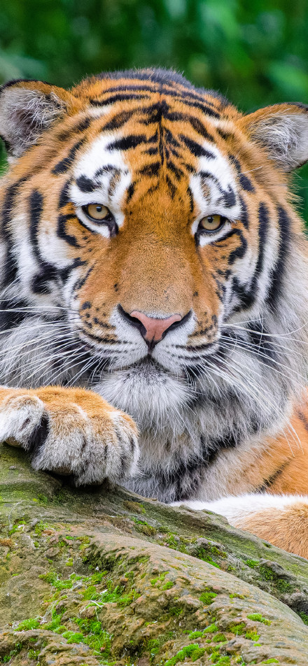 Majestic Tiger Lying on Mossy Rock 4K Phone Wallpaper
