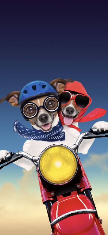 Cute dressed up puppy riding a red motorcycle phone wallpaper