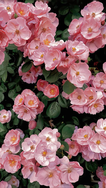 Pink Blooming Rose Bush Wallpaper