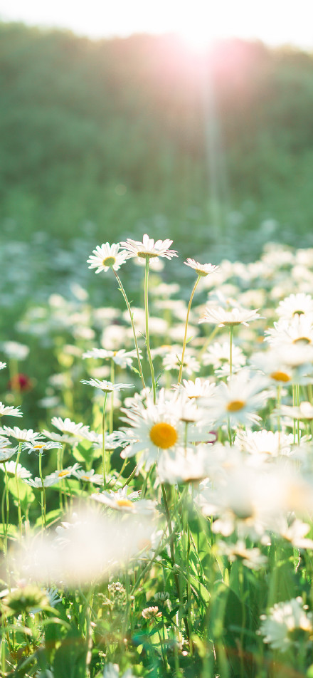 Daisies blooming in the sunlight phone wallpaper