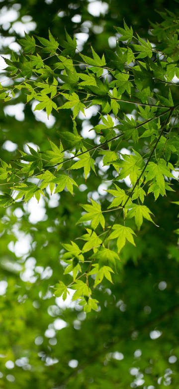fresh,green,maple,leaves