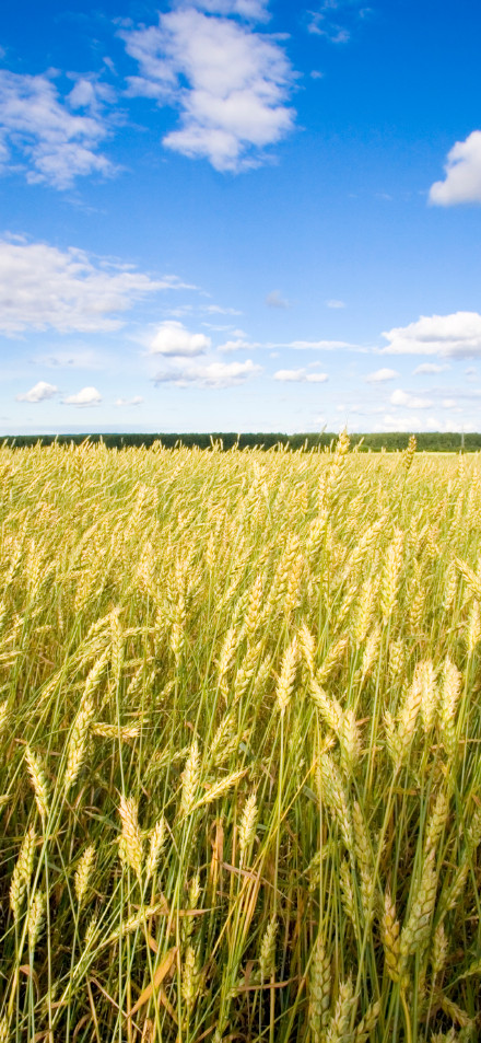 Wheat field under blue sky and white clouds