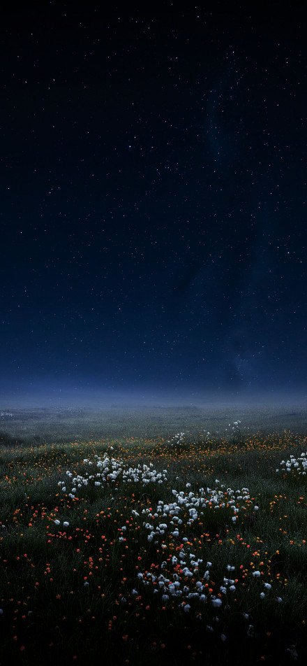 Sea of flowers under the night sky phone wallpaper