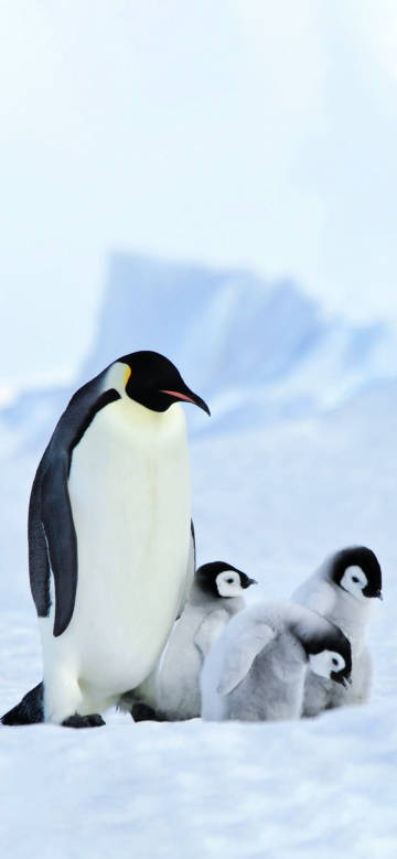 Emperor penguin family in antarctica phone wallpaper
