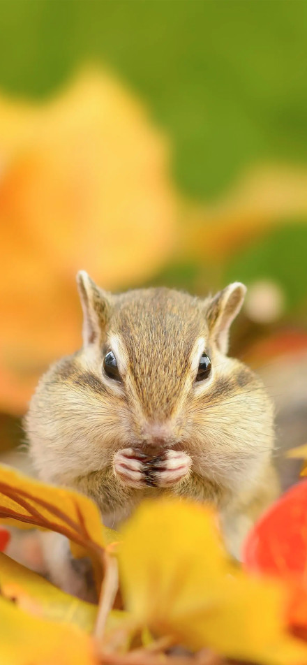Chipmunk close-up in autumn leaves phone wallpaper