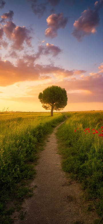 Tranquil Countryside Sunset Wallpaper: Winding Trails and Colorful Skies